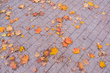 Fototapeta premium Fallen autumn leaves on a stone paving background. Pattern of colorful maple foliage on a sidewalk. Natural outdoor scenery for seasonal design.