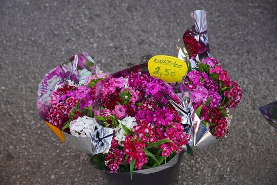 A bouquet of Sweet William, or Turkish carnation, or Dianthus barbatus, flowers
