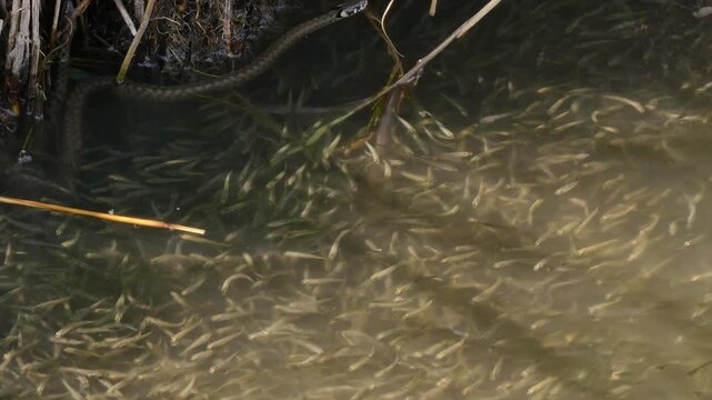 Snake (Natrix) catches small fish on the channel.