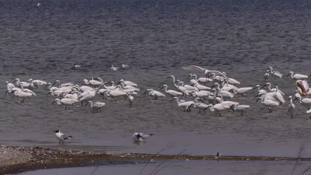 Great egrets and little egrets catch fish in the shallow waters of the Tuzly lagoons. (Black sea coast, Ukraine).