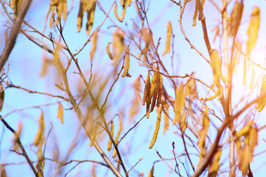 Blooming catkins on branches during springtime