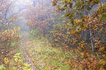 Obraz premium Footpath in a forest with oak trees and autumn mist