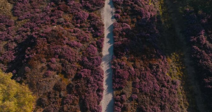Top down drone view of beautiful purple heathland and brown autumn tones with a sandy hiking path running through the middle of the frame, creating a striking natural pattern.