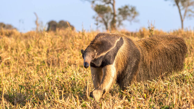 Giant anteater foraging through dry savanna grassland