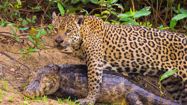 Jaguar straddling a freshly caught caiman on the riverbank