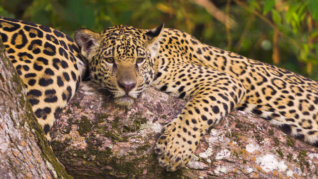 Jaguar resting chin on mossy log, direct amber gaze