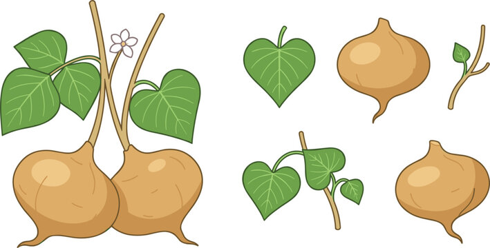 Fresh Jicama Root Vector Illustration Set with Mexican Turnip Yam Bean Whole Tubers and Green Leaves Elements for Food and Botanical Market Graphic Designs