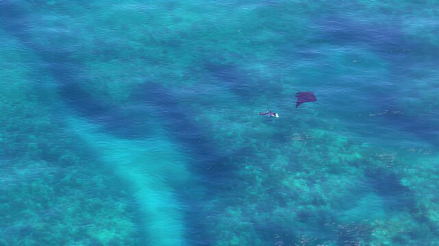 Aerial view of manta rays swimming gracefully in clear turquoise ocean waters