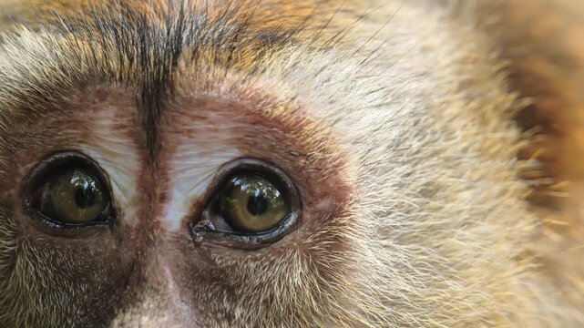 Close Up reveals reflective brown macaque eyes with an alert calm gaze