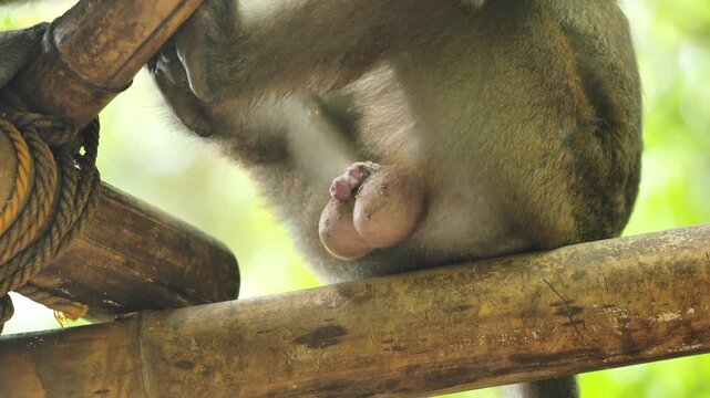 Male macaque genital anatomy visible after mating in soft tropical daylight