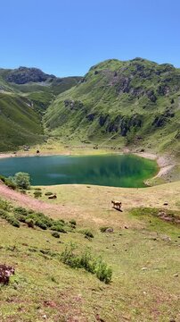 emerald mountain lake with grazing cattle in green valley, Asturias, Spain- vertical footage