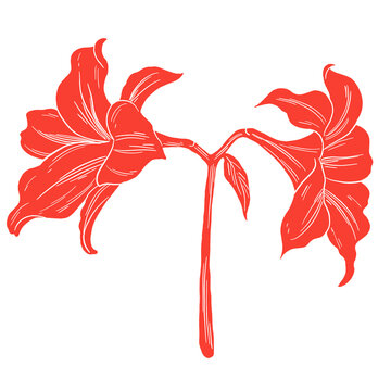 Amarylis Flower Flat Color Botanical Illustration Minimal Decorative Floral Design