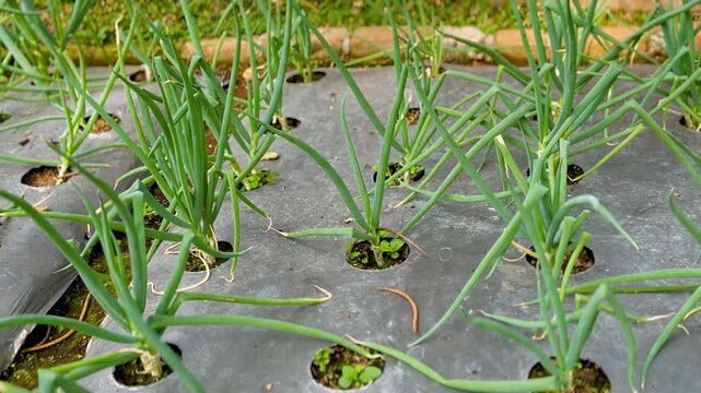 Spring onion and plastic mulch in cultivated land