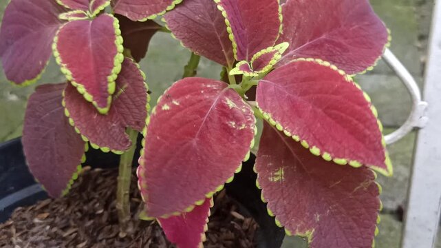 Vibrant red Mana leaves displaying striking colors, natural patterns, and detailed foliage, creating an attractive botanical subject for gardening, nature, and decorative concepts.