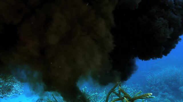 Cuttlefish swims through vibrant coral reef ecosystem in clear blue ocean waters