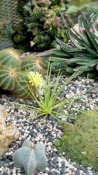 cactus anddry plants in the garden