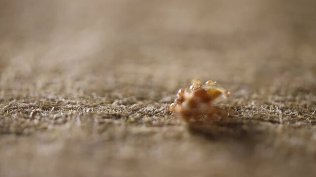Extreme macro view of a tiny brown tick-like arthropod on a textured wooden surface, with very shallow depth of field and ample copy space.