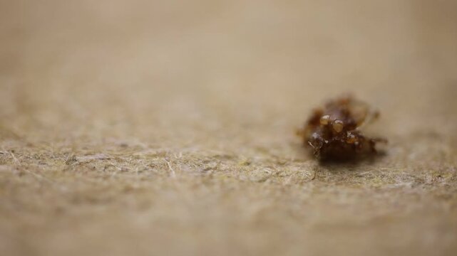 Extreme macro view of a tiny brown tick-like arthropod on a textured wooden surface, with very shallow depth of field and ample copy space.