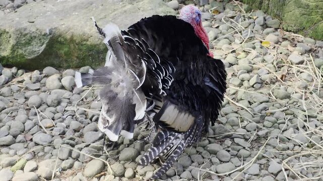 Male wild turkey displaying black and white fanned tail feathers on a stony ground.