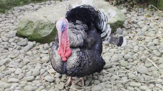Male wild turkey displaying black and white fanned tail feathers on a stony ground.