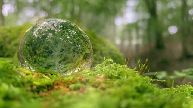 エコイメージー苔むした森の中のガラスの木2