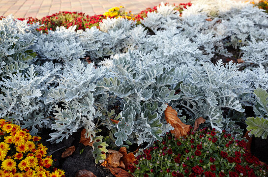 Silver dusty miller plants blooming on a flowerbed in autumn