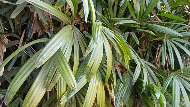 Fresh green leaves of Rhapis excelsa, also known as lady palm, displaying distinctive fan-shaped foliage and natural texture in a tropical garden environment.