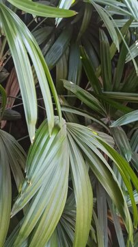 Fresh green leaves of Rhapis excelsa, also known as lady palm, displaying distinctive fan-shaped foliage and natural texture in a tropical garden environment.