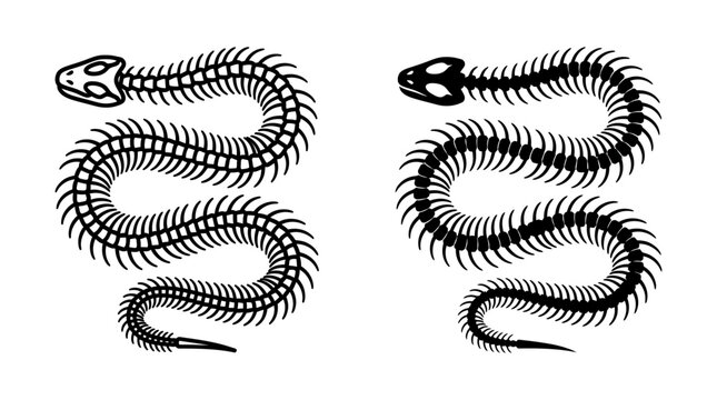 Snake skeleton spine and skull graphic vector illustration with skeleton silhouette halloween wildlife template collection isolated