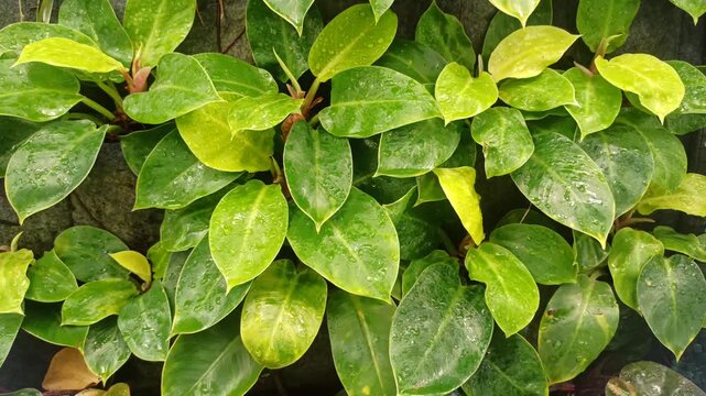 Fresh green Philodendron leaves covered with water droplets after watering, showcasing healthy tropical foliage and natural plant care in a garden environment.