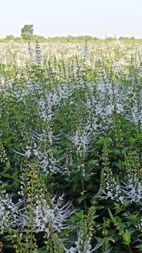 Cat's whiskers flower growing in a garden, featuring delicate white and purple blooms from Orthosiphon aristatus, a tropical plant widely known for traditional herbal medicine.