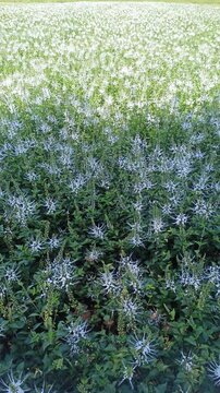 Cat's whiskers flower growing in a garden, featuring delicate white and purple blooms from Orthosiphon aristatus, a tropical plant widely known for traditional herbal medicine.