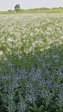Cat's whiskers flower growing in a garden, featuring delicate white and purple blooms from Orthosiphon aristatus, a tropical plant widely known for traditional herbal medicine.