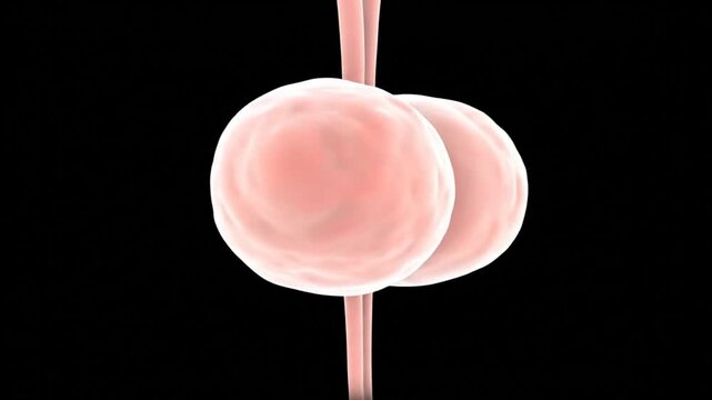 Kidney anatomy medical animation shows the two human organs with attached ureters in the body