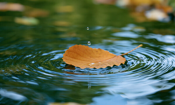 The drop slides gently off the leaf