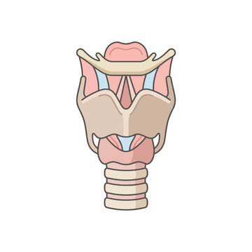 Anatomical diagram of human larynx and thyroid gland.