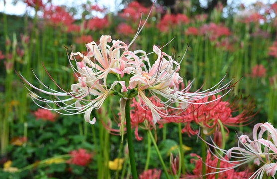 横長構図で捉えたピンク色の彼岸花と赤い曼珠沙華 季節の花・植物・自然のグラフィック素材