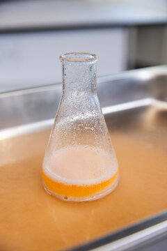 Lab flask sitting in shallow tray on metal counter with orange liquid, white foam, condensation