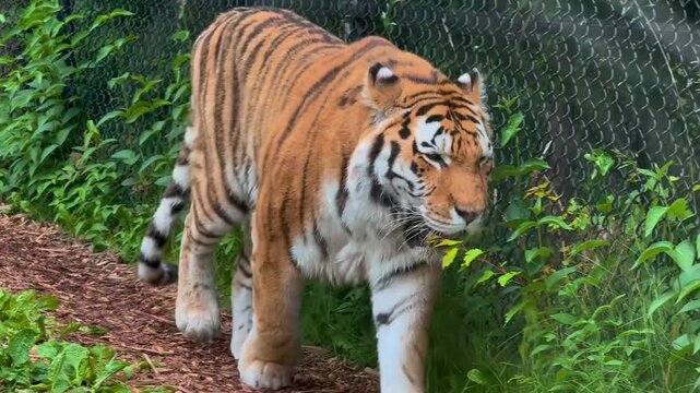 Large tiger walking in a zoo enclosure with green foliage and chain link fence background