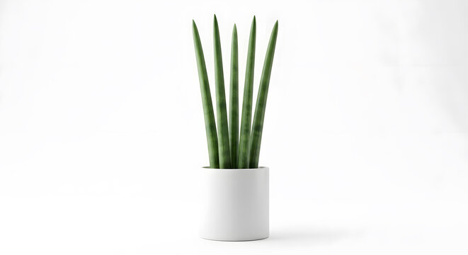 Cylindrical Snake Plant in White Pot Isolated on White