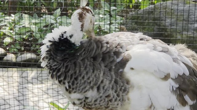 Female peahen preening white and brown feathers inside outdoor aviary close up
