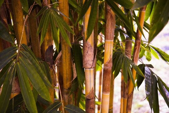 Planting bamboo offers numerous remarkable benefits, ranging from environmental preservation to high economic value. This plant is renowned for its rapid growth, ability to absorb large amounts of car
