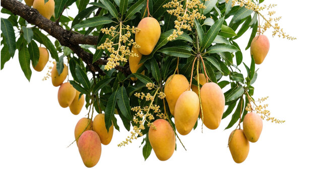 A lush mango tree branch heavily laden with ripe yellow fruits, isolated on transparent background