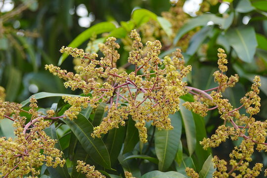 The primary function of the mango flower is to serve as an organ for sexual reproduction, producing the fruit's precursor.