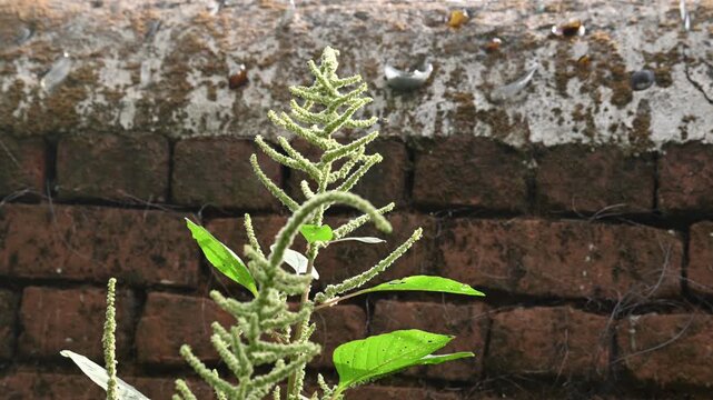 Amaranthus palmeri plant. It&nbsp;is a species of edible&nbsp;flowering plant&nbsp;in the&nbsp;amaranth&nbsp;genus. Its common name is&nbsp;carelessweed, dioecious amaranth, &nbsp;Palmer's amaranth,&nbsp;Palmer amaranth, and&nbsp;Palmer pigweed.