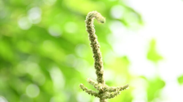 Amaranthus palmeri plant. It&nbsp;is a species of edible&nbsp;flowering plant&nbsp;in the&nbsp;amaranth&nbsp;genus. Its common name is&nbsp;carelessweed, dioecious amaranth, &nbsp;Palmer's amaranth,&nbsp;Palmer amaranth, and&nbsp;Palmer pigweed.