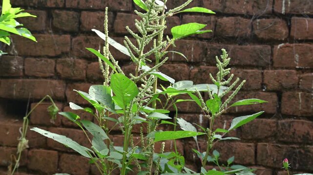 Amaranthus palmeri plant. It&nbsp;is a species of edible&nbsp;flowering plant&nbsp;in the&nbsp;amaranth&nbsp;genus. Its common name is&nbsp;carelessweed, dioecious amaranth, &nbsp;Palmer's amaranth,&nbsp;Palmer amaranth, and&nbsp;Palmer pigweed.