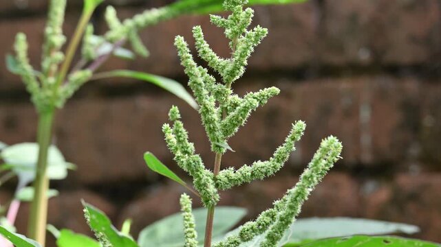 Amaranthus palmeri plant. It&nbsp;is a species of edible&nbsp;flowering plant&nbsp;in the&nbsp;amaranth&nbsp;genus. Its common name is&nbsp;carelessweed, dioecious amaranth, &nbsp;Palmer's amaranth,&nbsp;Palmer amaranth, and&nbsp;Palmer pigweed.