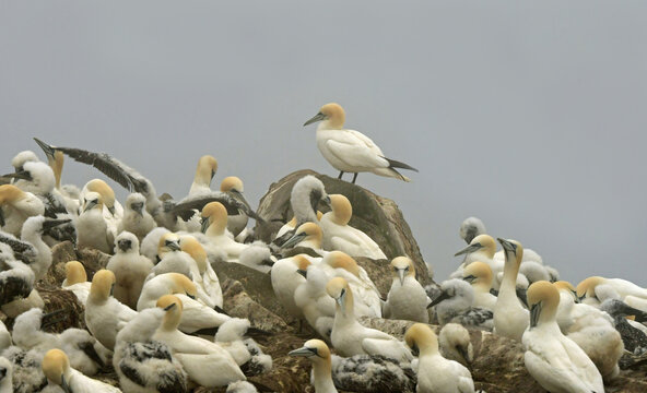 nesting northern gannets in  steep cliffs of the bird rock sea stack at  the cape st. mary's ecological reserve on a foggy summer day near saint bride, newfoundland, canada 