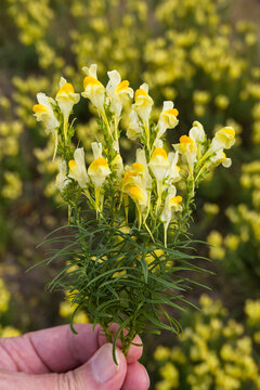 Echtes Leinkraut (Linaria vulgaris) begegnet auf der Schw&auml;bischen Alb